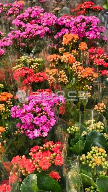 spring,spring flowers,flower garden,Kalanchoe,kalanchoe,flower