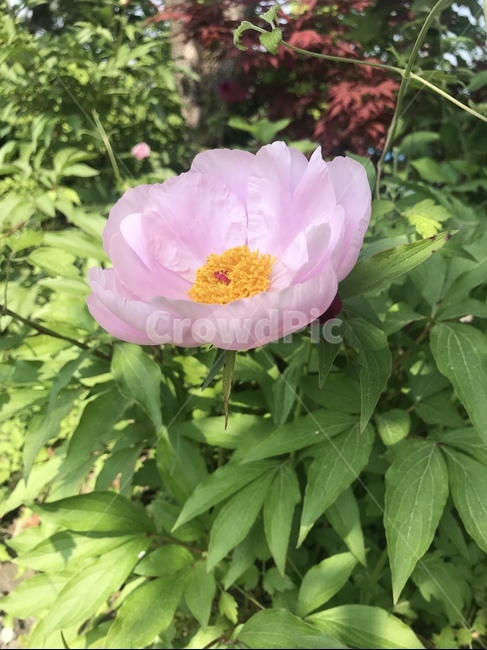 peony,꽃,plant,flower,작약