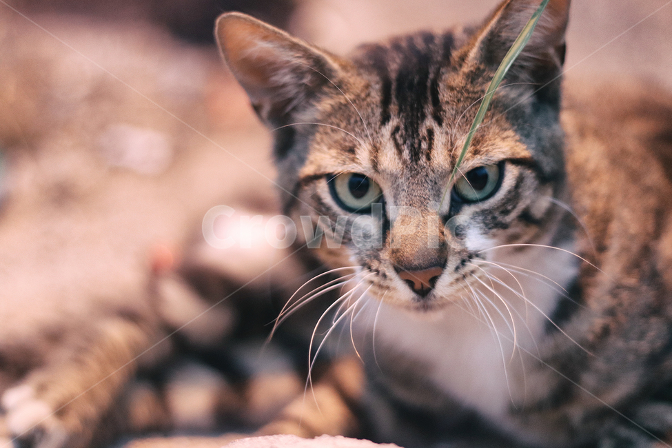 고양이,cat,고등어무늬,길고양이,분위기,동물,animal,포유류,mammal,고양이,cat,kitten,kitty