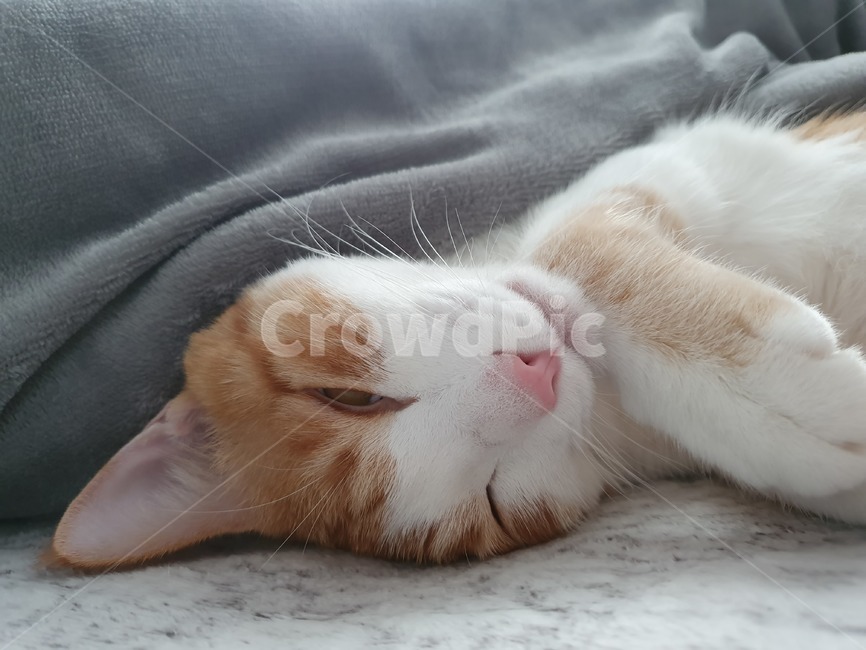 pet,cat,애완동물,동물,고양이,동물,animal,포유류,mammal,고양이,cat,kitten,kitty