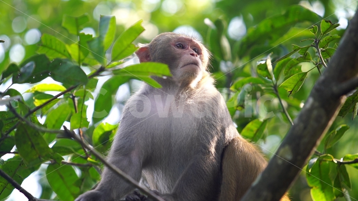 원숭이,자연,동물,나무,숲,표정,바라보기,시선,monkey,animal,영장류,natural,nature,관람,관광지,구경거리,원숭이섬,동물원,더위피하기,그늘,휴식,더위,나뭇잎,동물,animal,포유류,mammal