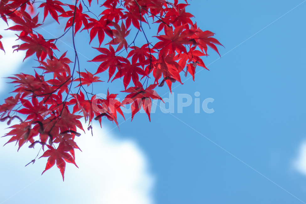 가을,하늘,단풍,구름,자연,fall,sky,autumn,maple,cloud,nature,가을,계절,fall,autumn,season,plant,식물,leaf,잎,tree,나무