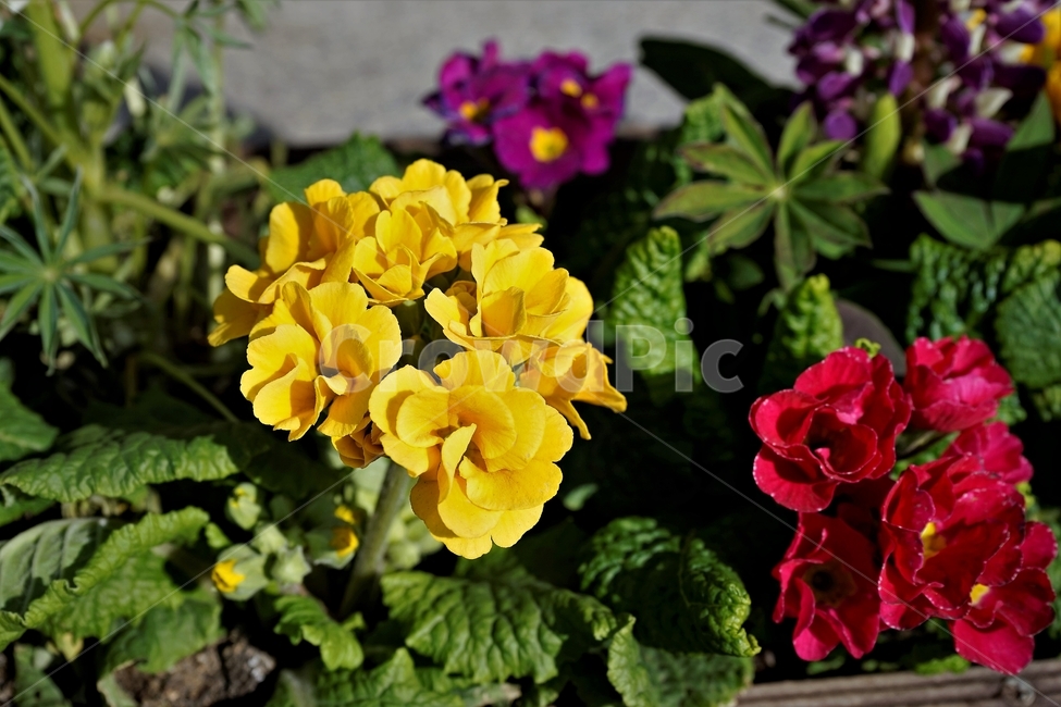 봄,정원,가드닝,원예,원예식물,화려,식물,꽃,garden,scent,healing,bloom,colorful,floral,flower,gardenflowers,happymind,life,nature,plant,spring