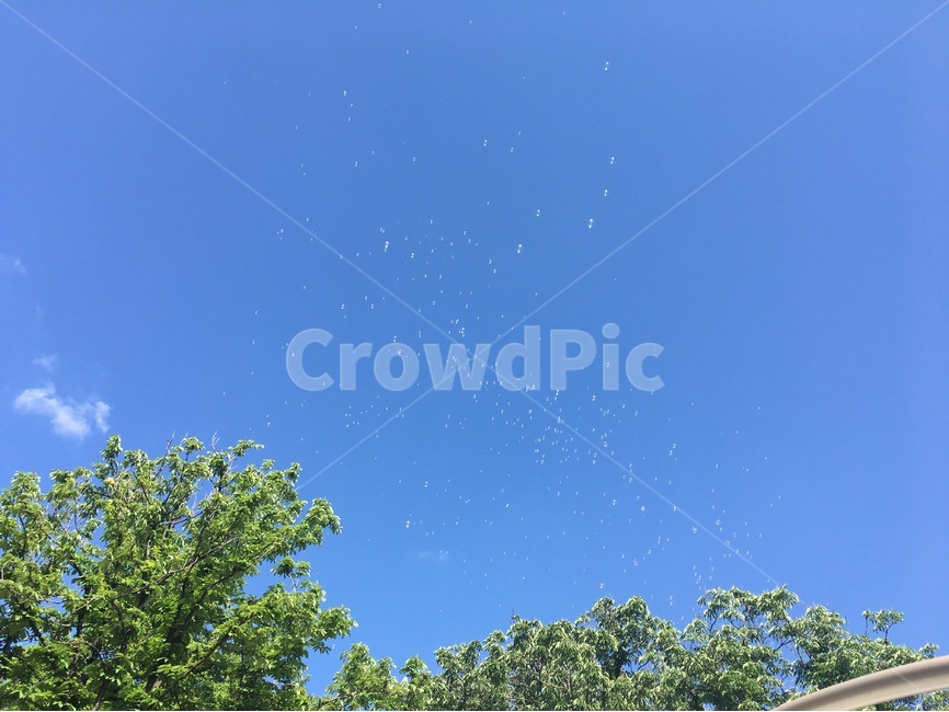 하늘,백그라운드,배경,background,감성사진,비누방울,여백,sky,bubble,버블,나무,tree,감성,자연,풍경,nature,landscape,outdoors,옥외,building,건물,rural,농촌
