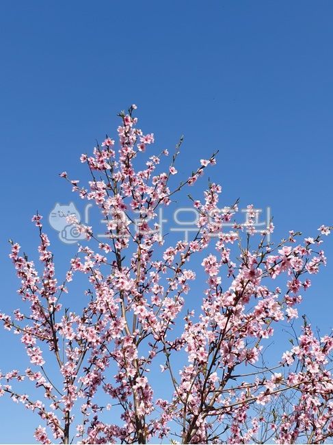 blue sky,pink,plum tree,flower tree,bluesky,flower,pink plum blossom,spring,red plum blossom,beautiful,bright blue,plant,flowertree,plum blossom,Emotion,plumblossom