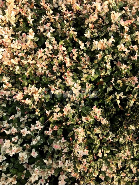 꽃,blossom,식물,flower,자연