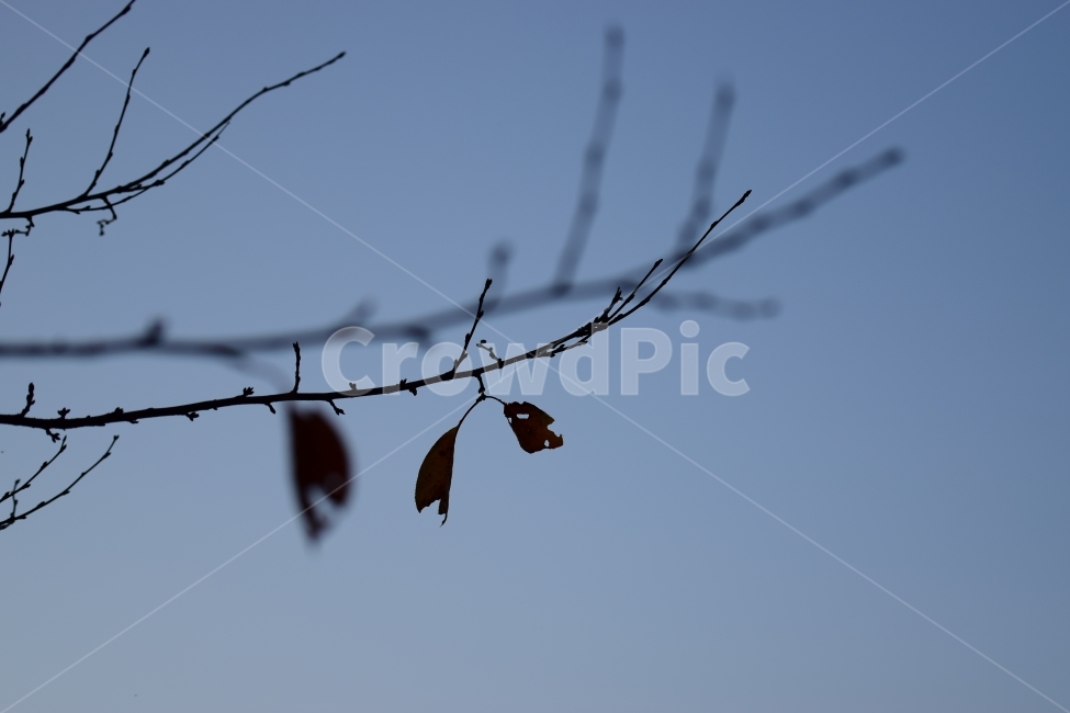가을,낙엽,추위,외로움,고독,가을,계절,fall,autumn,season,식물,자연,plants,nature,animal,동물,bird,새