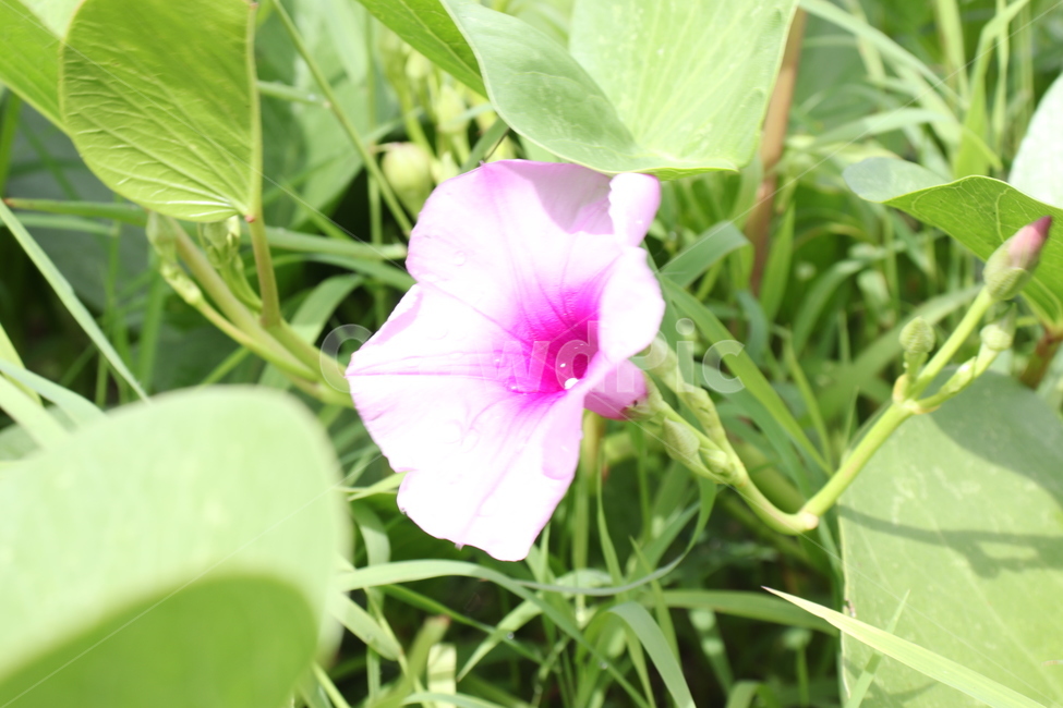 꽃,분홓색꽃,분홍꽃,이쁜꽃,분홍꽃,이쁜꼿,분홍색,식물,자연,plants,nature,꽃,flower
