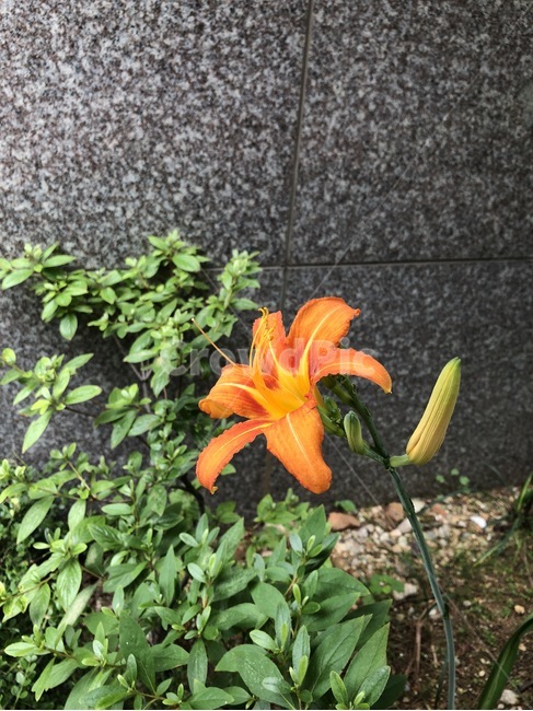 꽃,식물,주황,초록,노랑,자연,flower,plants,orange,green,yellow,nature,hana,shokubutsu,orenziiro,midori,kiiro,식물,자연,plants,nature,꽃,flower