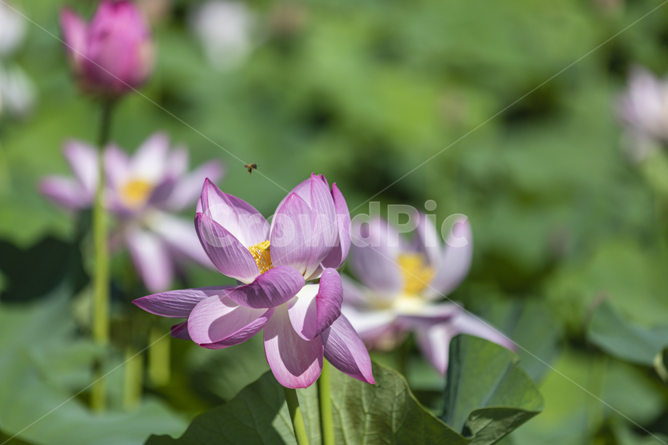 연꽃,꽃,여름,물,분홍꽃,lotus,family,water,outdoor,beautiful