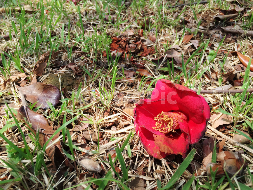 꽃,동백꽃,자연,한송이,잔디,flower,nature,camellia,grass,식물,자연,plants,nature,꽃,flower