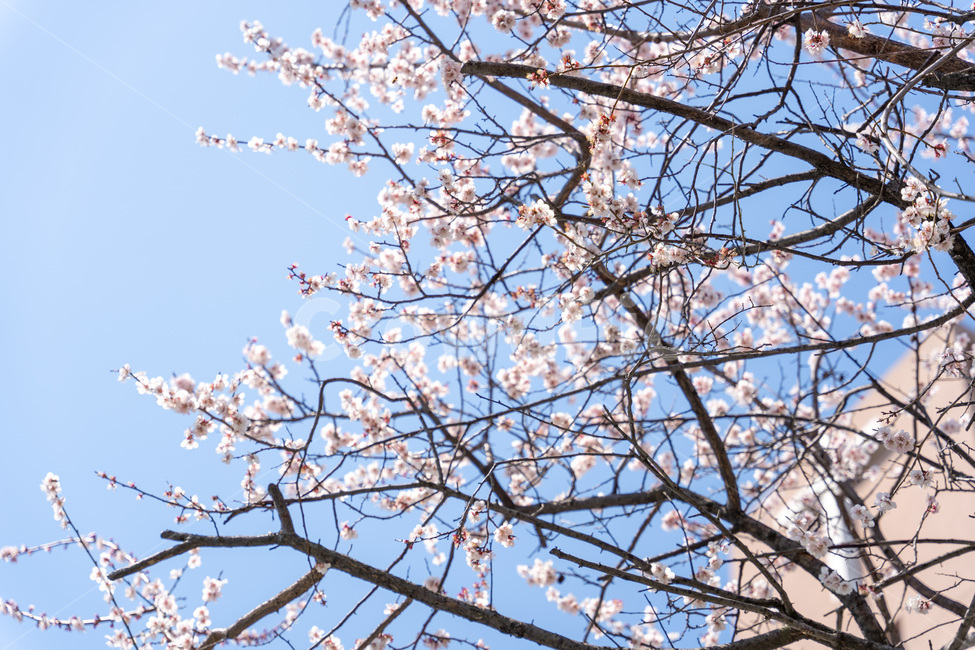 plant,식물,flower,blossom,꽃,살구꽃,하늘,봄