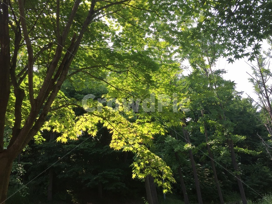 나무,숲,초록색,자연,밝은,식물,자연,plants,nature,나무,trees,wood