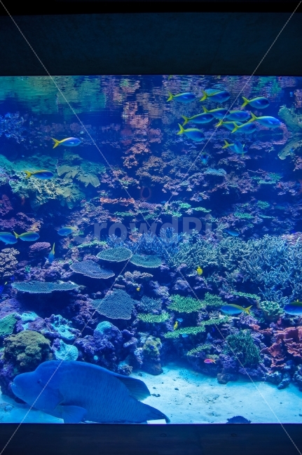 수족관,바다,파란색,블루,아쿠아리움,물고기,수조,해저,물,바다속,여름,동물,animal,어류,물고기,fish