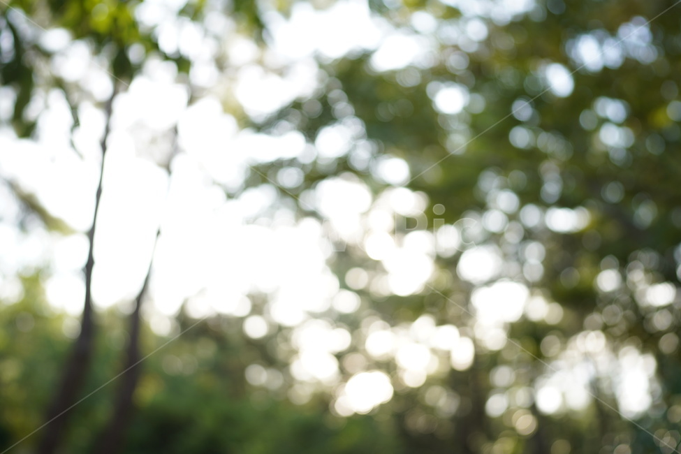 나무,빛,나무흐림,나무배경,흐린나무배경,식물,자연,plants,nature