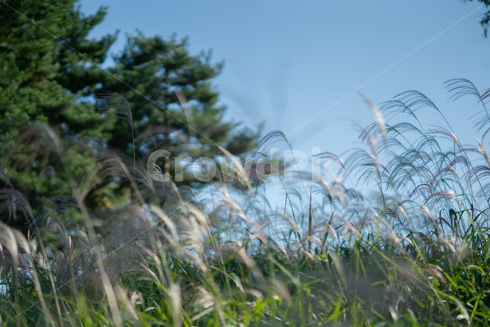 grass,plant,식물,lawn,잔디,갈대,자연,풍경,nature,landscape