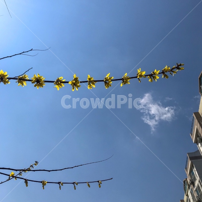 봄,꽃,하늘,spring,감성,봄,계절,spring,season,tower,탑,architecture,건축물,building,건물