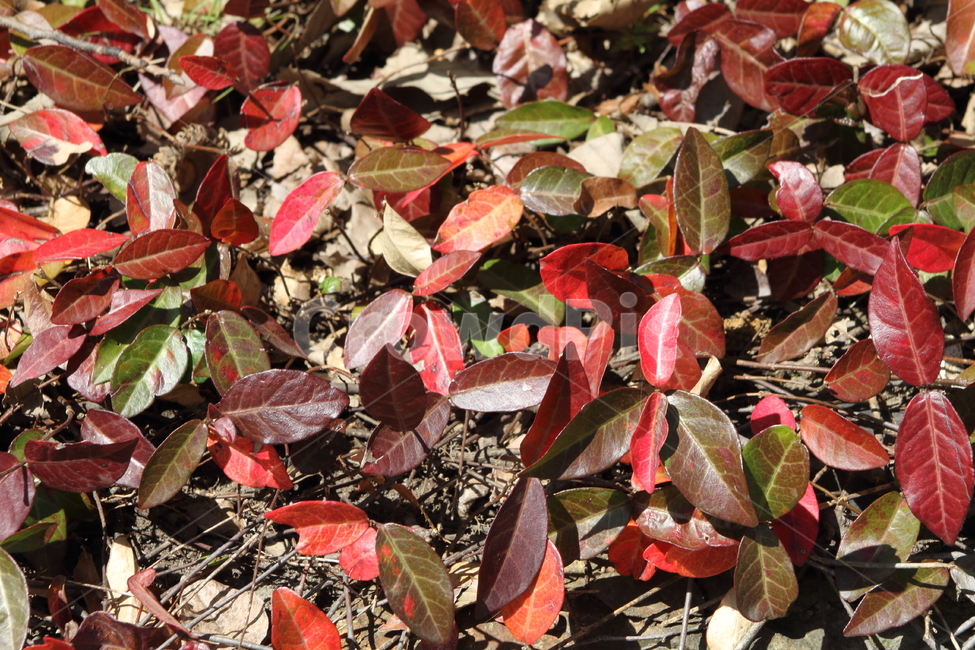 단풍,잎,마삭줄,redleaves,plant,Trachelospermum,가을,계절,fall,autumn,season,leaf,식물