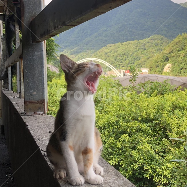 고양이,허우통,고양이마을,cat,대만,동물,animal,포유류,mammal,고양이,cat,kitten,kitty