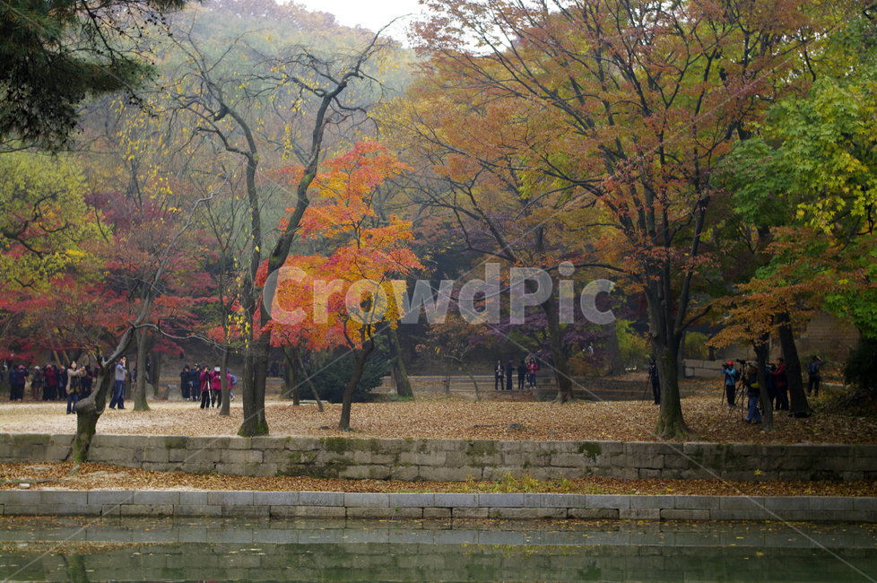 창덕궁후원,애련지,가을,fall,나무,식물,plant,단풍,잎,낙엽,가을,계절,fall,autumn,season,자연,풍경,nature,landscape,사람들,대중,군중,other people,crowd,tree,tree trunk,나무 줄기