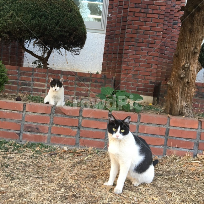 고양이,길고양이,동물,cat,귀여운,동물,animal,포유류,mammal,고양이,cat,kitten,kitty