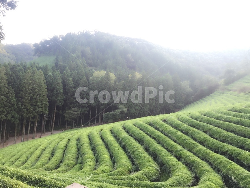 보성녹차밭,보성,녹차,녹차밭안개,녹차밭4월,자연,풍경,nature,landscape,outdoors,옥외