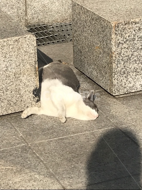 길냥이,회색고양이,기지개,길고양이,개냥이,동물,animal,포유류,mammal,고양이,cat,kitten,kitty