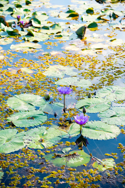 연못,연꽃,반영,reflection,lotus,식물,plant,flower,꽃,자연,풍경,nature,landscape,식물,plants