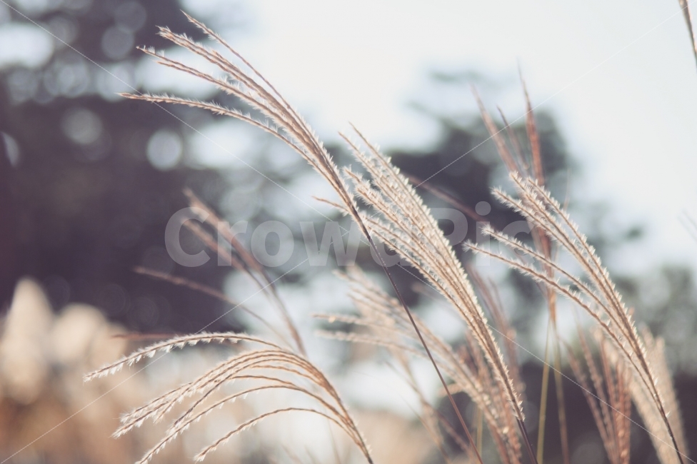 억새,갈대,가을,전주수목원,한국도로공사수목원,가을,계절,fall,autumn,season,식물,자연,plants,nature,감성,sensible,feeling,grass,잔디,plant