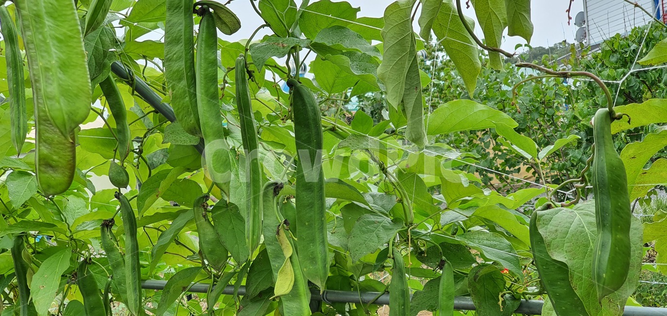 garden,flower,nature,summer,spring,green,white,beauty,floral,pink,season,beautiful,background,field,blossom,petal,bright,colorful,growth,blooming,leaf,park,grass,botany,natural,flora,fresh,outdoor,bloom,plant,식물,콩,food,음식,vegetable,야채