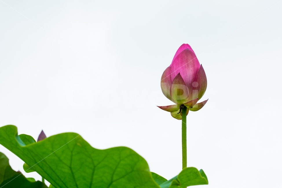 분홍색연꽃,78월개화,어린잎식용,연잎차,꽃말순결,절상징화,수생식물,식물,자연,plants,nature,꽃,flower,누끼,remove background
