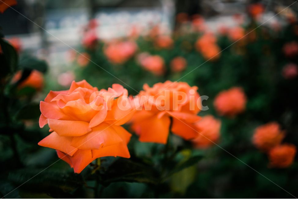 봄,장미,꽃,5월,감성,spring,rose,flower,emotion,봄,계절,spring,season,식물,자연,plants,nature,꽃,flower,감성,sensible,feeling,blossom,plant
