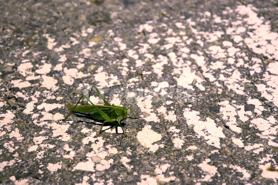 메뚜기,초록,여름,곤충,아스팔트,동물,animal,곤충,벌레,insect,bug