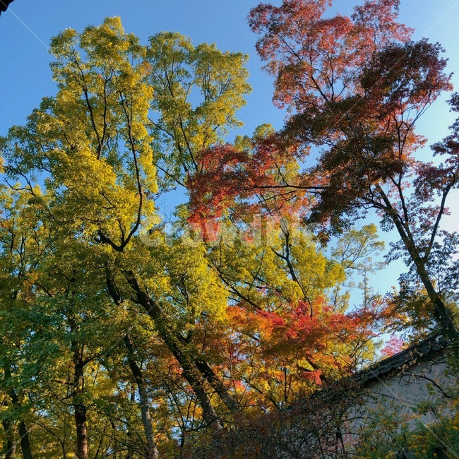 changdeokgungpalace,창덕궁,창덕궁후원,한국관광지,유명관광지,한국궁궐,풍경,경치,낙엽,가을,계절,fall,autumn,season,tree,나무,plant,식물,tree trunk,나무 줄기,leaf,잎