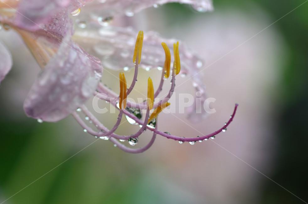 상사화,청초함,물방울,꽃,야생화,식물,자연,plants,nature,꽃,flower