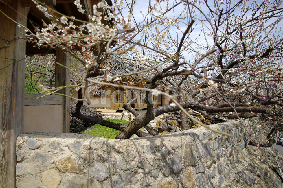 매화,봄,봄날,봄풍경,감성,spring,flower,꽃,봄꽃,한옥,돌담,봄나들이,식물,나무,봄,계절,spring,season,한국전통,한국문화,korean traditional,korean culture,식물,자연,plants,nature,꽃,flower,건축물,건물외관,exterior,building,structure,architecture,construction,walkway,보도,path,통로
