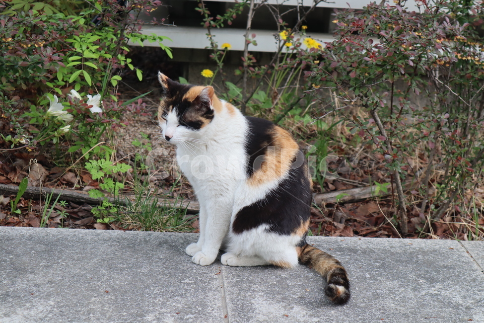 pet,animal,동물,cat,고양이,코리안숏헤어,동물,animal,포유류,mammal,고양이,cat,kitten,kitty