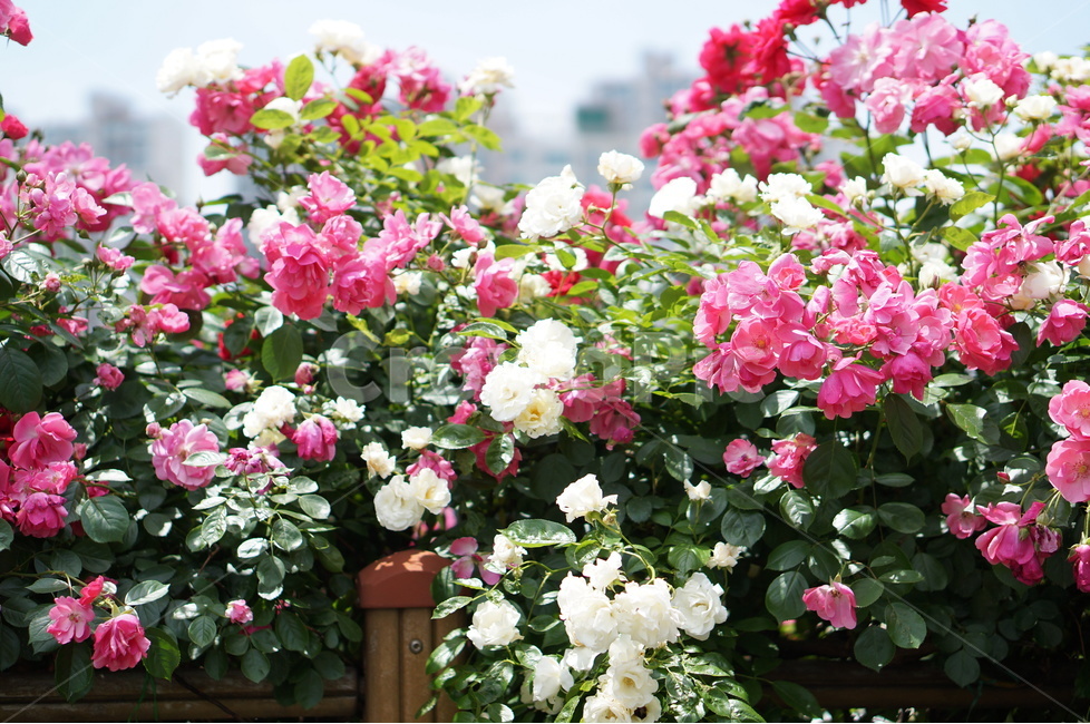 장미꽃,장미,핑크,맑음,5월,풍경,중랑천,식물,자연,plants,nature,꽃,flower