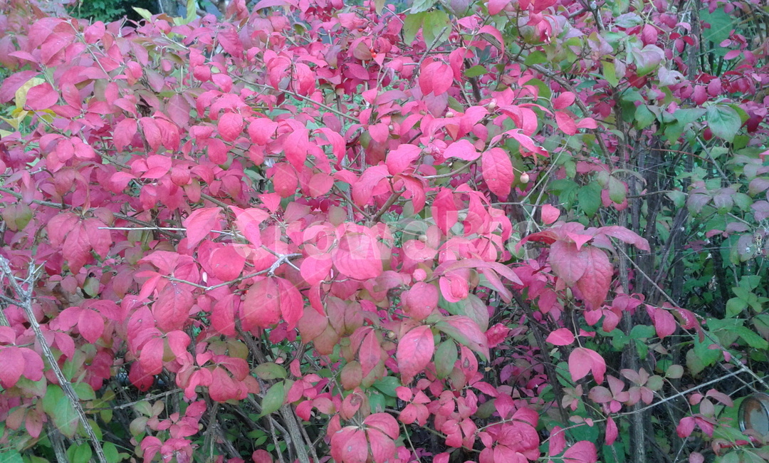 plant,식물,잎,leaf,red,식물,자연,plants,nature
