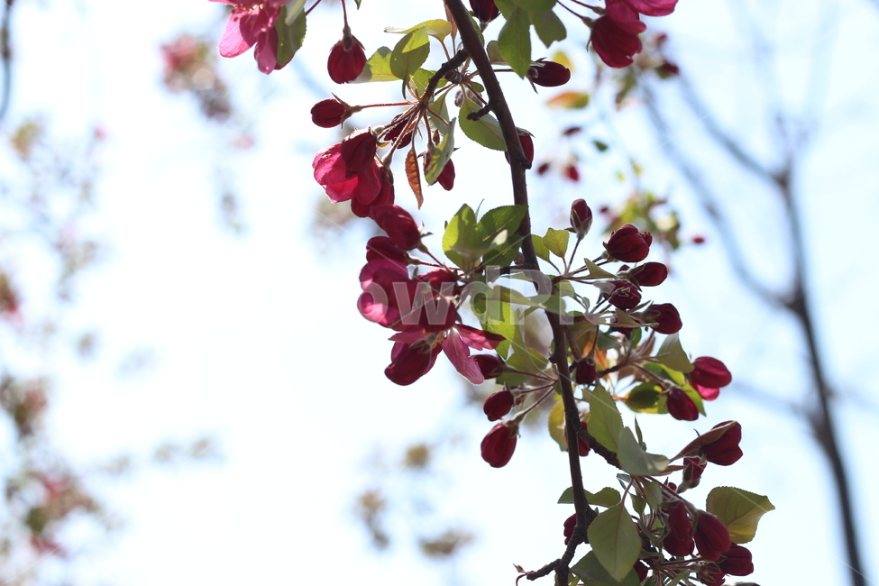 꽃,하늘,공원,봄,계절,봄,계절,spring,season,식물,자연,plants,nature,꽃,flower,plant,food,음식,fruit,과일