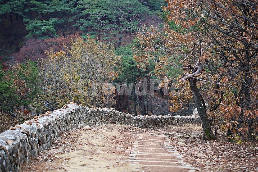 전등사,성,성곽,산성,둘레길,길,숲,숲길,담,돌담,가을,자연,풍경,벽,방어벽,낙엽,단풍,가을,계절,fall,autumn,season,식물,자연,plants,nature,나무,trees,wood