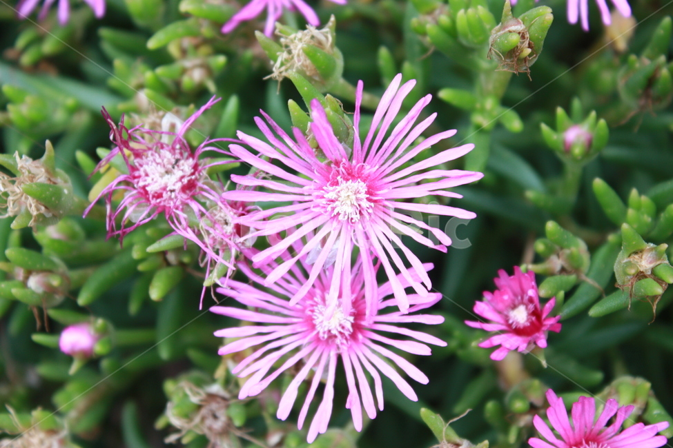 pink,flower,green,꽃,자연,식물,자연,plants,nature,꽃,flower