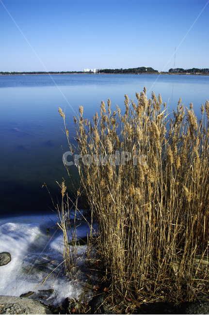 호수,갈대,식물,plant,겨울,겨울,계절,winter,season,자연,풍경,nature,landscape,grass,잔디,lawn,reed
