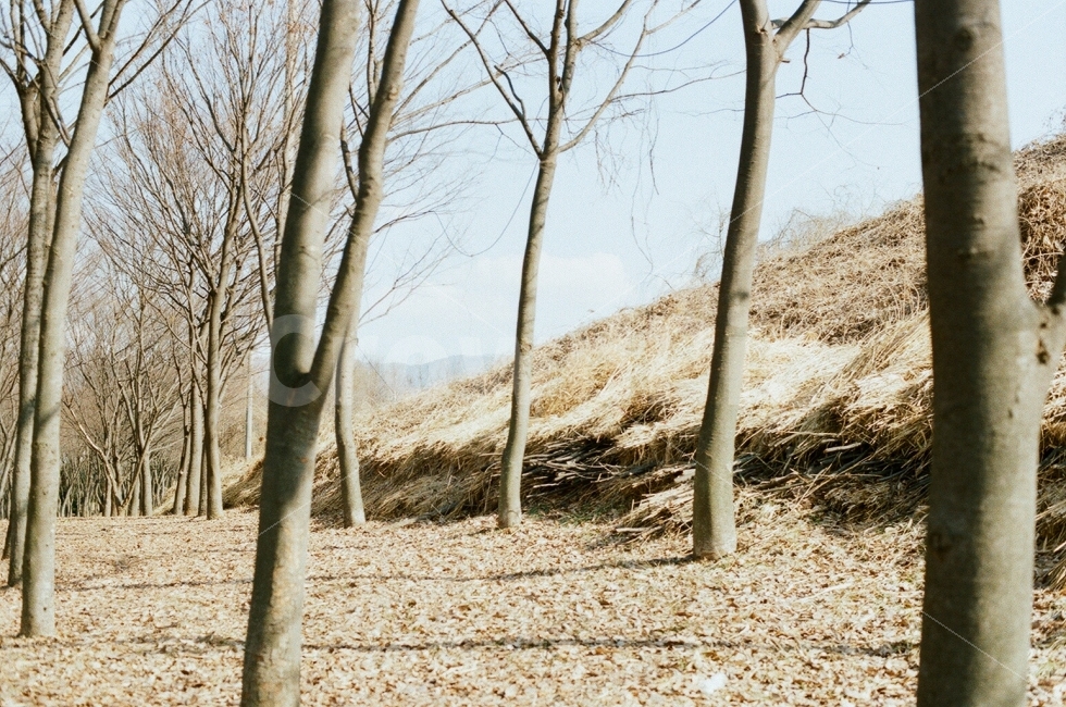 필름사진,나무,감성사진,겨울,따뜻함,자연,풍경,nature,landscape,겨울,계절,winter,season,tree,plant,식물,ground,바닥,tree trunk,나무 줄기
