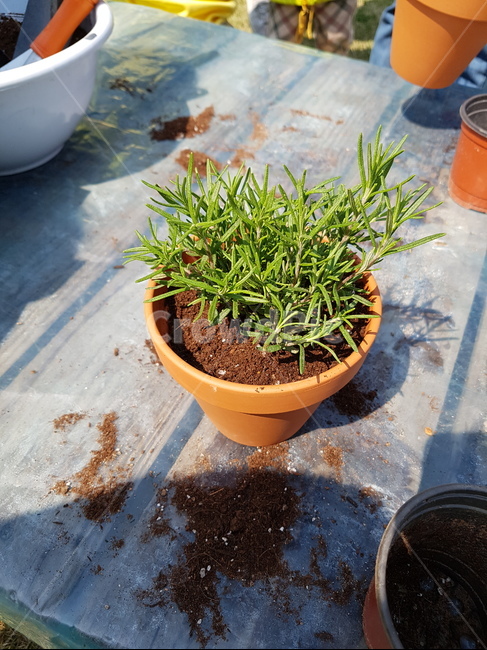 꽃,식물,로즈마리,식용꽃,flower,실내용화초,화분,화초,house plant