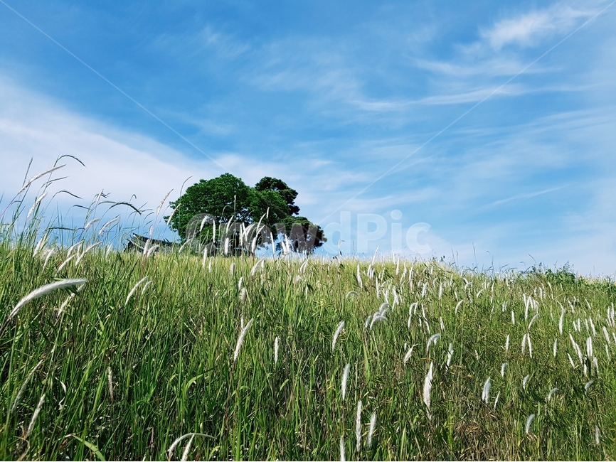 삘기꽃,파랑하늘,풍경,구름,나무,자연,풍경,nature,landscape,식물,plants,나무,trees,wood,field,들,grassland,목초지,outdoors,옥외