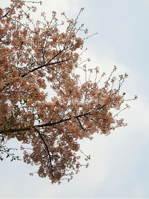 벚꽃,하늘샷,꽃,나무,식물,plant,flower,blossom
