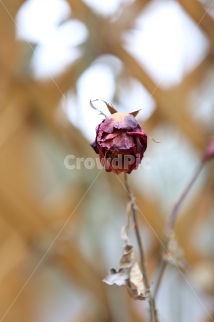 장미,겨울장미,꽃,드라이장미,식물,식물,자연,plants,nature,꽃,flower