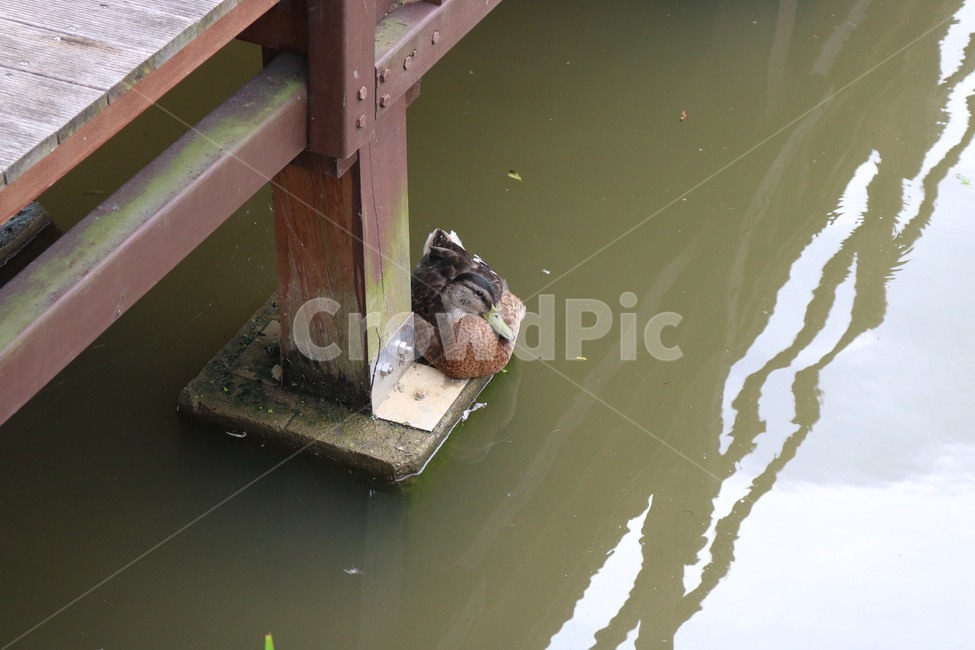 오리,동물,자연,물,duck,ahiru,animal,doubutsu,nature,water,mizu,동물,animal,조류,새,birds