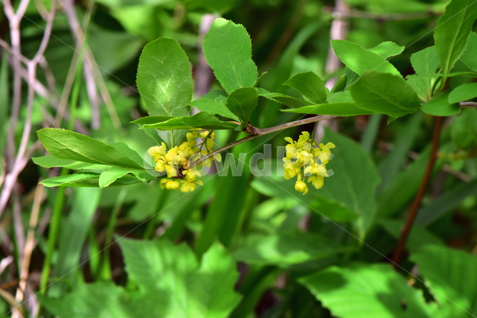매발톱나무,야생화,꽃,식물,자연,생태,플라워,wildflower,flower,plants,nature,season,감성,느낌,emotion,feeling,나무,tree